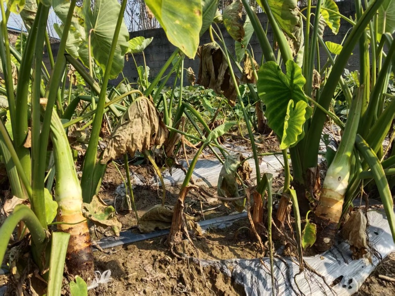 25年产地高钙富硒香芋出售中，规格齐全，量大价格可谈