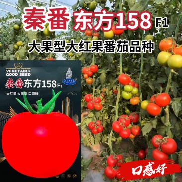 秦番东方158番茄种子大红果番茄西红柿种子大果型口感好