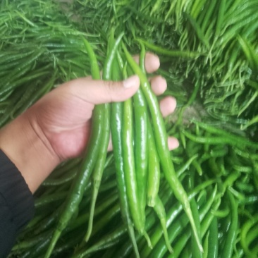 山东莘县螺丝椒