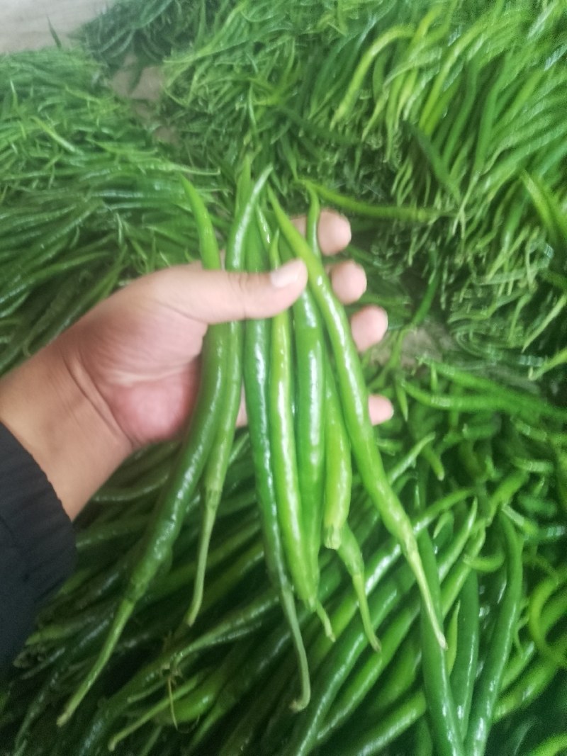 山东莘县螺丝椒