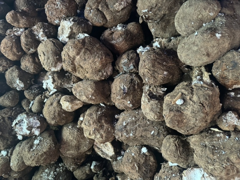 云南深山鲜新茯苓产地直发树根茯苓
