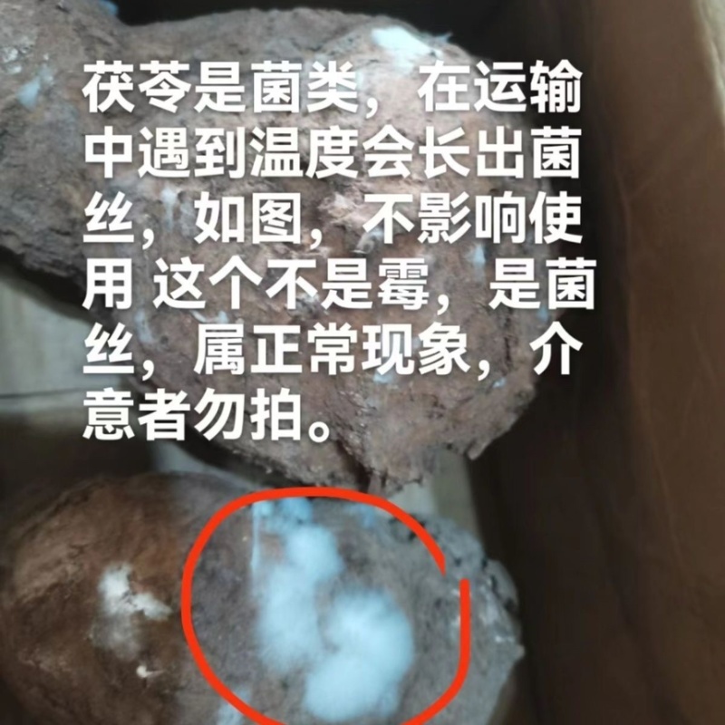 云南深山鲜新茯苓产地直发树根茯苓