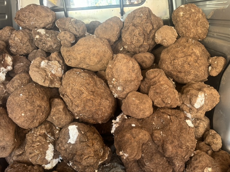 云南深山鲜新茯苓产地直发树根茯苓