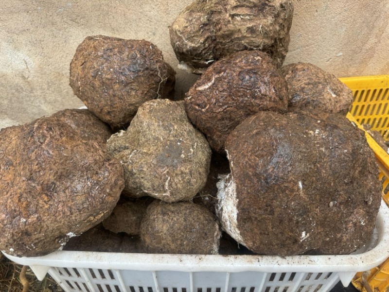 云南深山鲜新茯苓产地直发树根茯苓