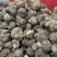 云南深山鲜新茯苓产地直发树根茯苓
