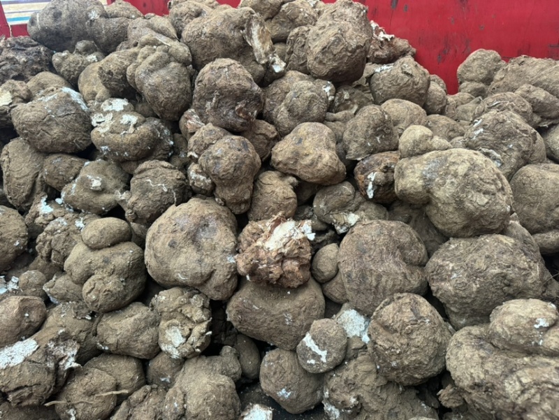 云南深山鲜新茯苓产地直发树根茯苓