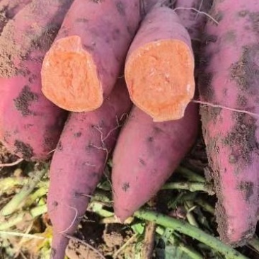 西瓜红蜜薯