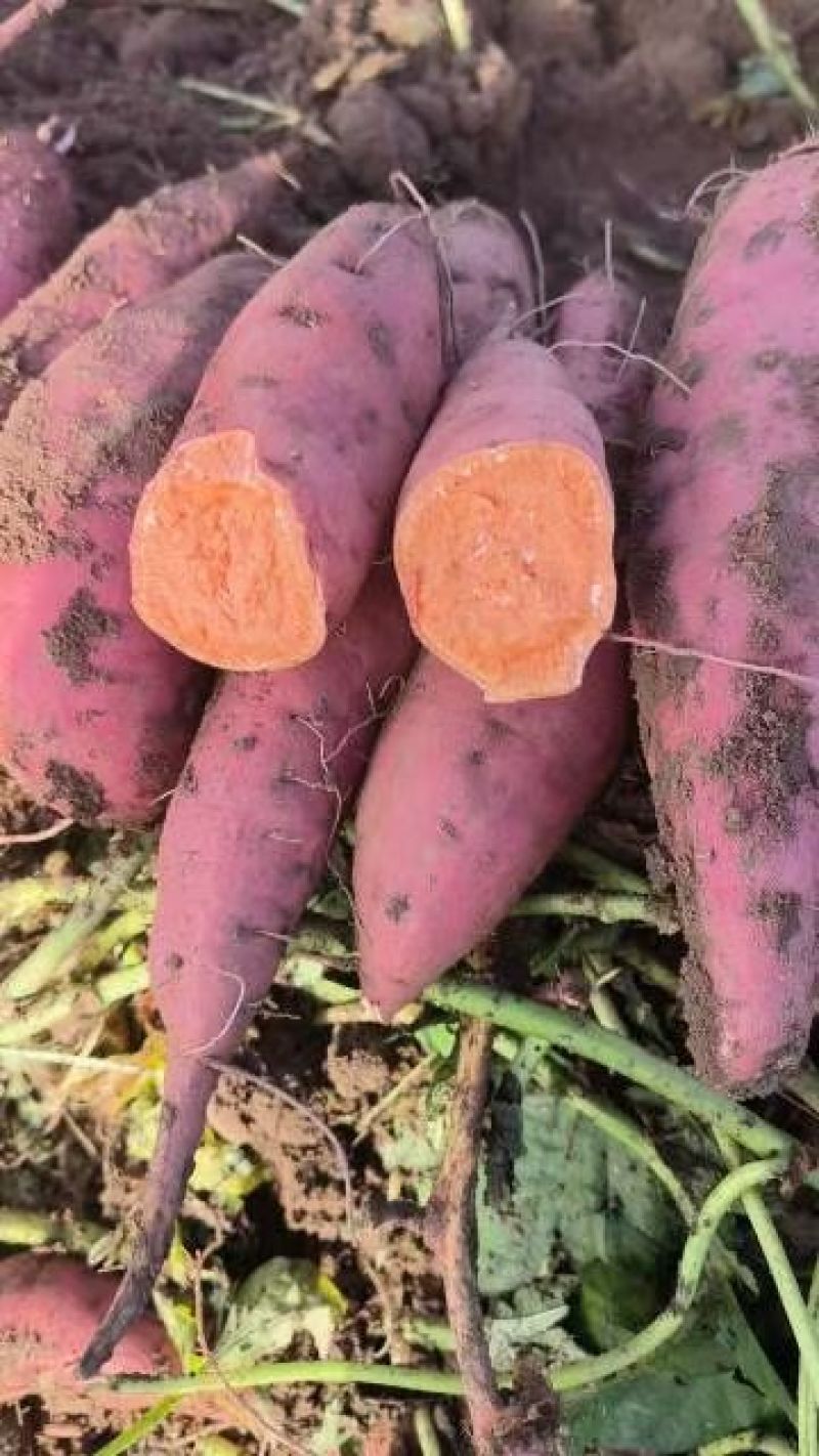 西瓜红蜜薯