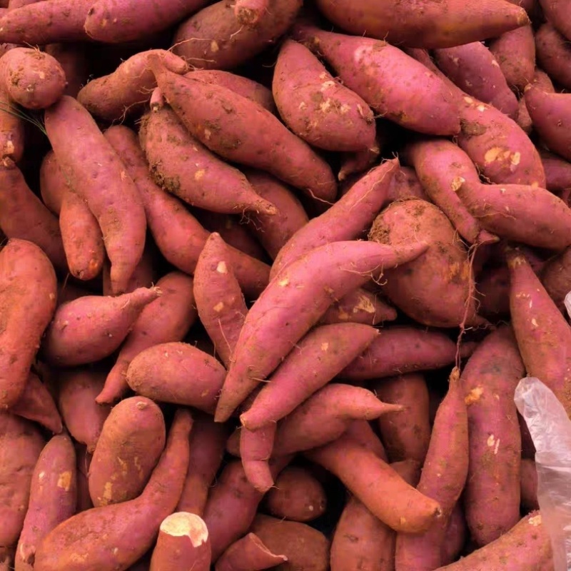西瓜红红薯