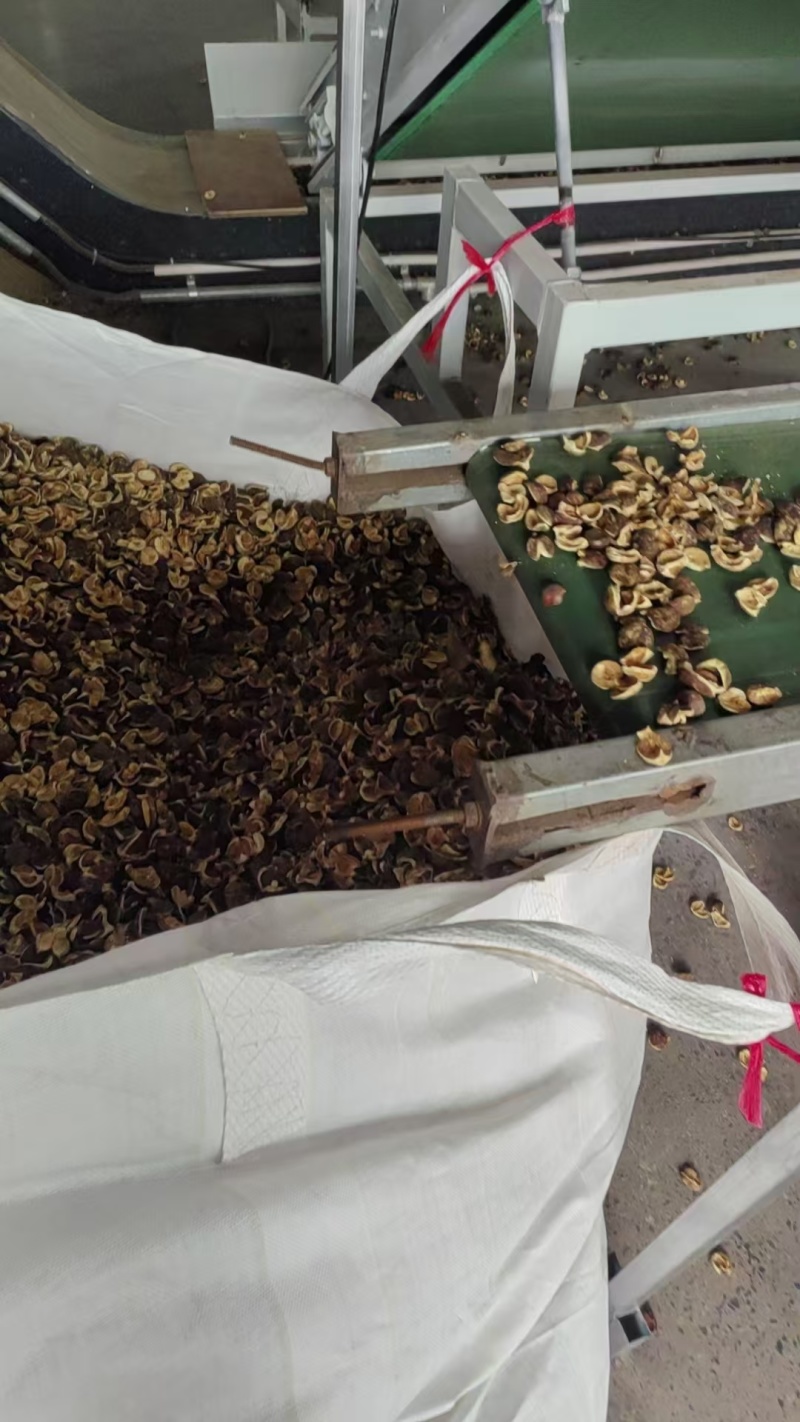 湖南野生山茶油籽茶仔无水份50年茶树果实批发