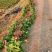 精品油茶苗江西高产长林系列油茶苗基地批发量大从优