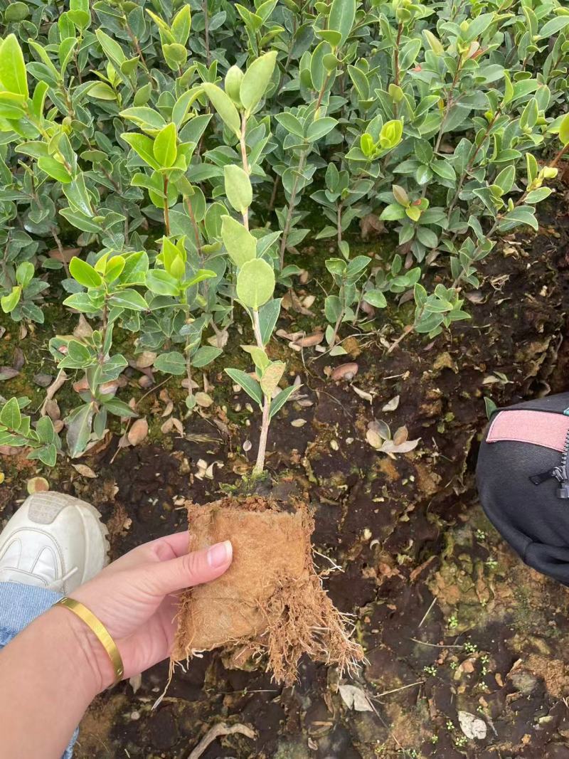 精品油茶苗江西高产长林系列油茶苗基地批发量大从优