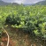精品油茶苗江西高产长林系列油茶苗基地批发量大从优