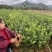精品油茶苗江西高产长林系列油茶苗基地批发量大从优