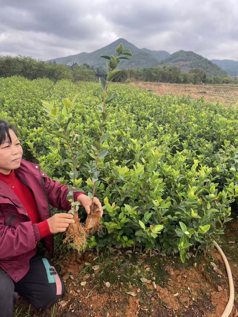 精品油茶苗江西高产长林系列油茶苗基地批发量大从优