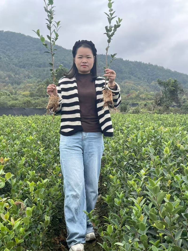 精品油茶苗江西高产长林系列油茶苗基地批发量大从优