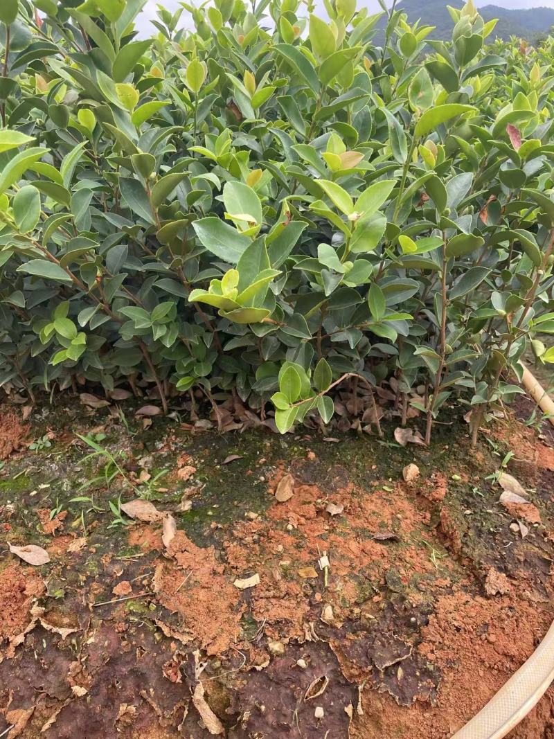 精品油茶苗江西高产长林系列油茶苗基地批发量大从优