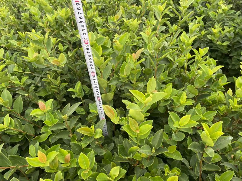 精品油茶苗江西高产长林系列油茶苗基地批发量大从优
