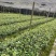 精品油茶苗江西高产长林系列油茶苗基地批发量大从优