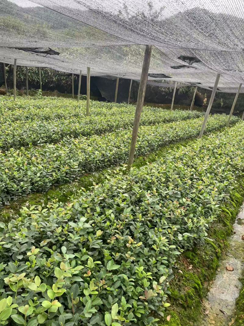 精品油茶苗江西高产长林系列油茶苗基地批发量大从优