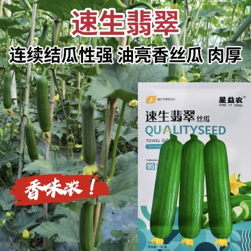 天禧早熟速生翡翠香丝瓜种子短棒丝瓜种子香味浓耐低温