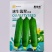 天禧早熟速生翡翠香丝瓜种子短棒丝瓜种子香味浓耐低温