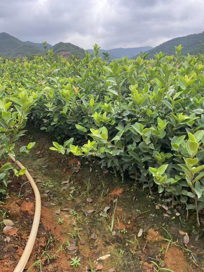 长林系列油茶苗基地供应质量保证诚信经营欢迎咨询