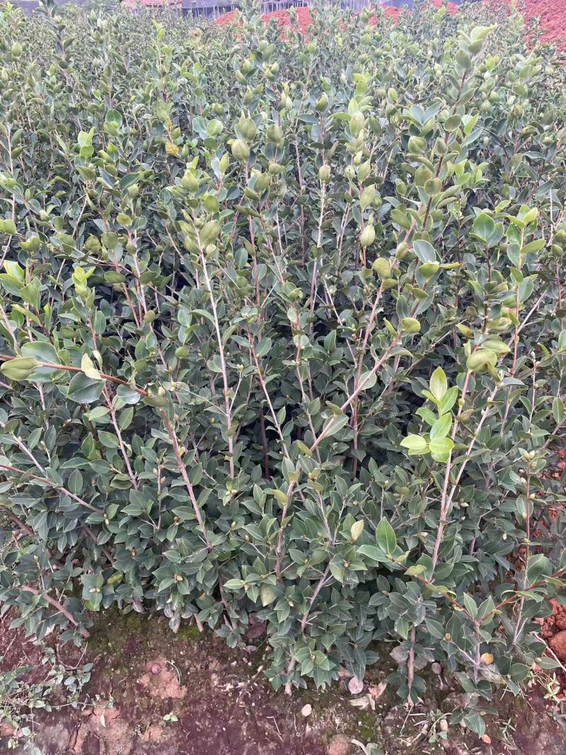 长林系列油茶苗基地供应质量保证诚信经营欢迎咨询