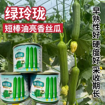 绿玲珑丝瓜种子早熟油亮短棒丝瓜种籽产量高山东油皮丝瓜种子