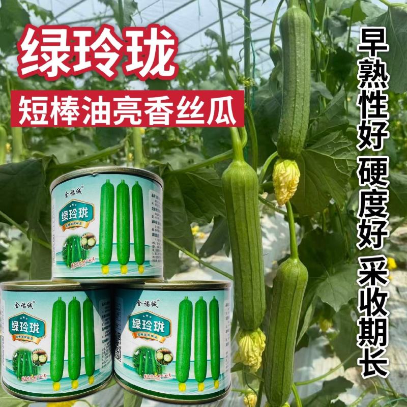 绿玲珑丝瓜种子早熟油亮短棒丝瓜种籽产量高山东油皮丝瓜种子