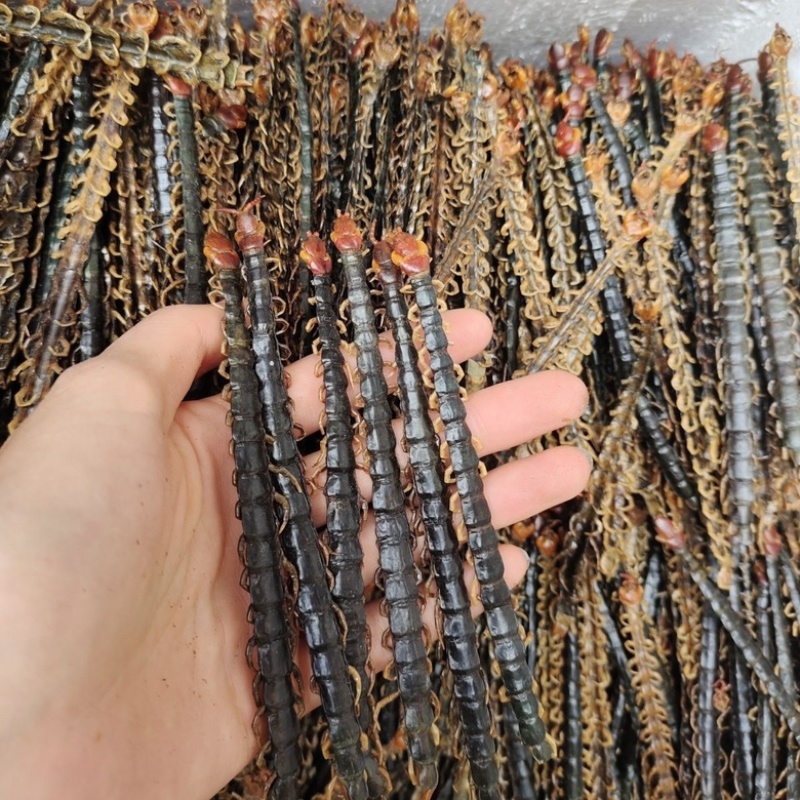 蜈蚣红头蜈蚣无竹签规格齐全中药材批发零售