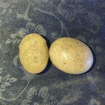 羊结石