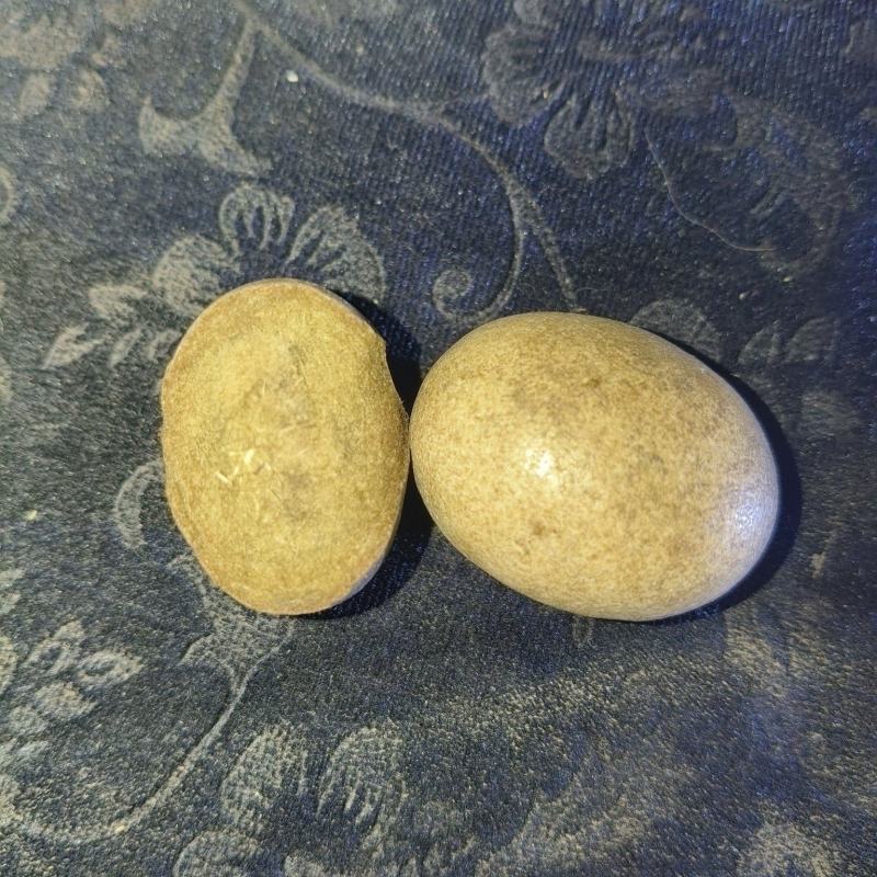 羊结石