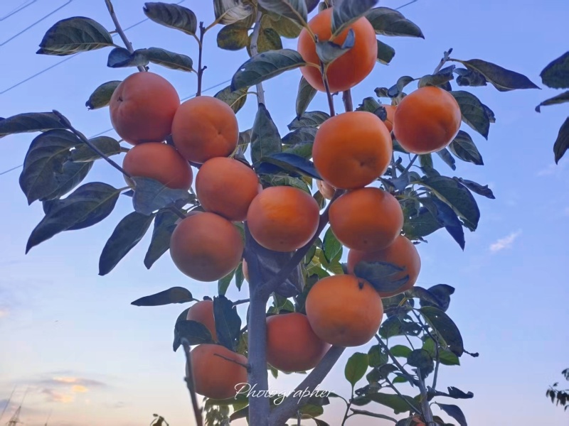 陕西阳丰巧克力脆柿