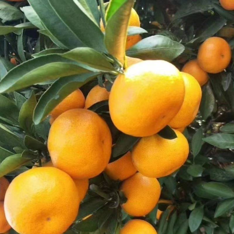 湖北高山早熟蜜橘，上百万亩种植基地。常年供应各类商超、电
