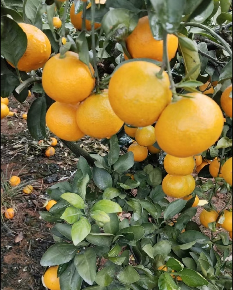 湖北高山早熟蜜橘，上百万亩种植基地。常年供应各类商超、电