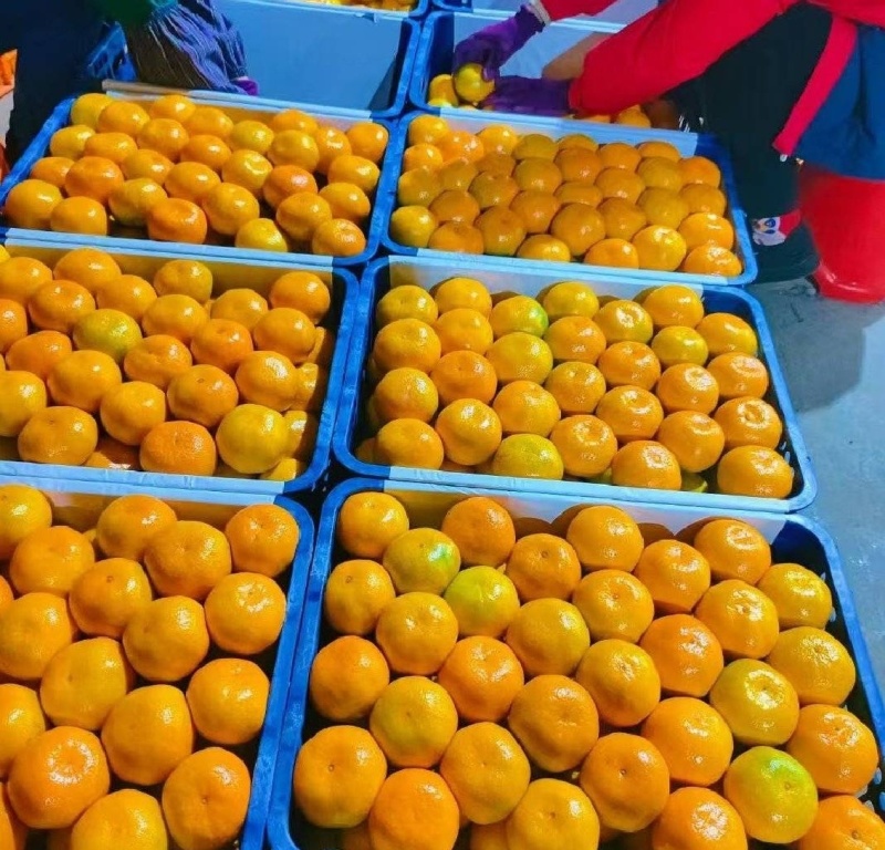 湖北高山早熟蜜橘，上百万亩种植基地。常年供应各类商超、电