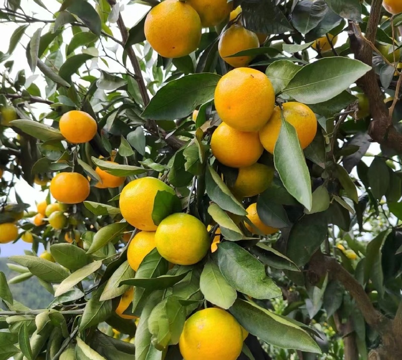 湖北高山早熟蜜橘，上百万亩种植基地。常年供应各类商超、电