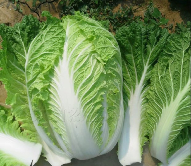 白菜，湖北黄心大白菜，大量供应，产地直发，诚信经营