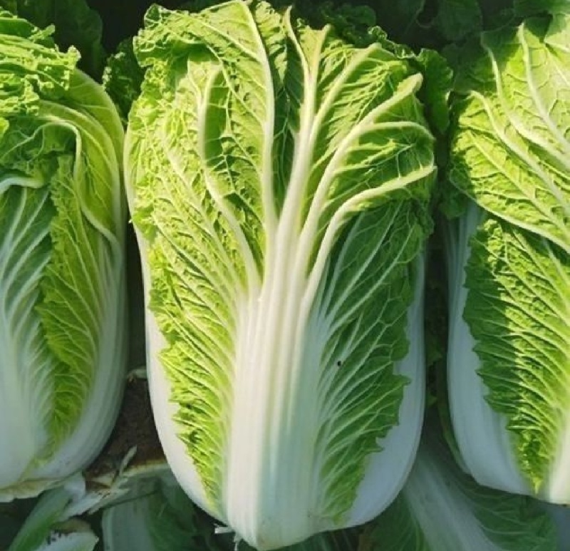 白菜，湖北黄心大白菜，大量供应，产地直发，诚信经营