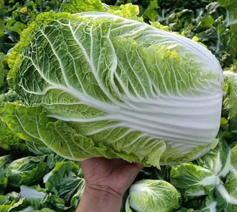 白菜，湖北黄心大白菜，大量供应，产地直发，诚信经营