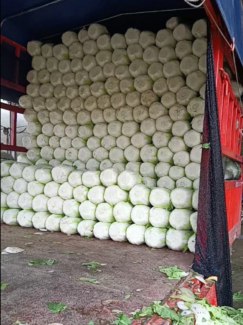 白菜，湖北黄心大白菜，大量供应，产地直发，诚信经营