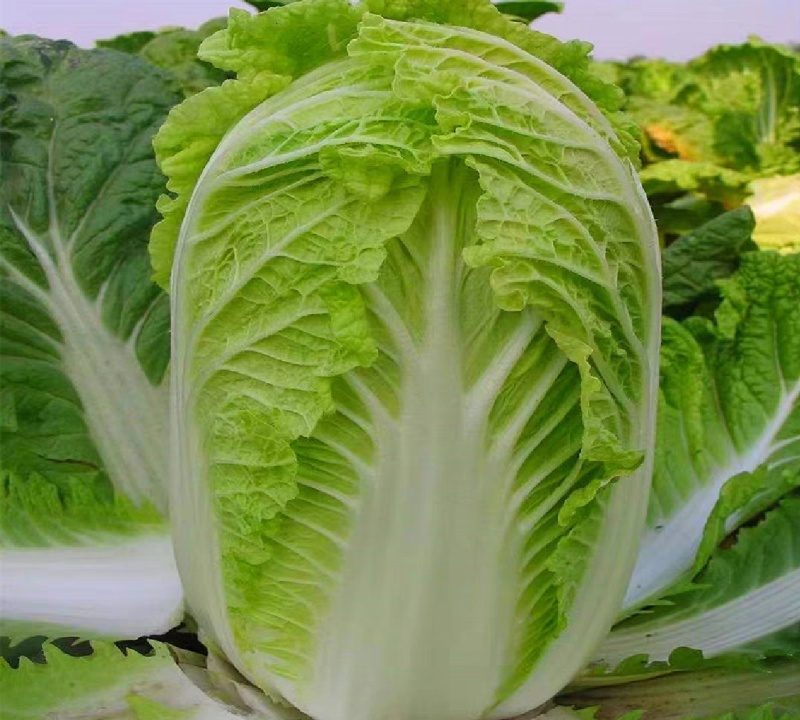 白菜，湖北黄心大白菜，大量供应，产地直发，诚信经营