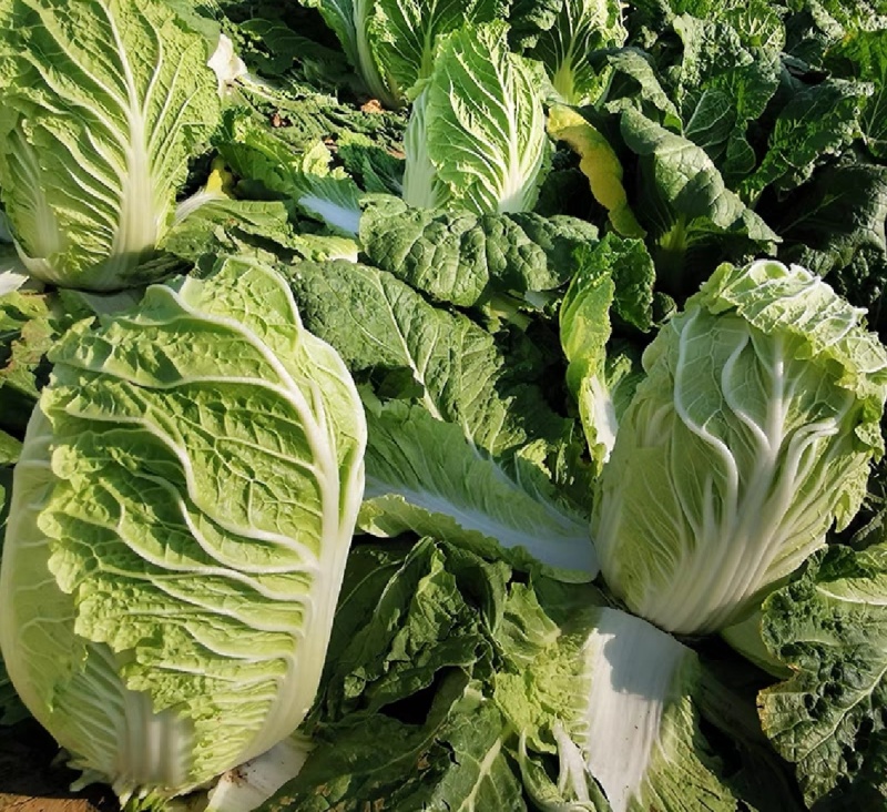 白菜，湖北黄心大白菜，大量供应，产地直发，诚信经营