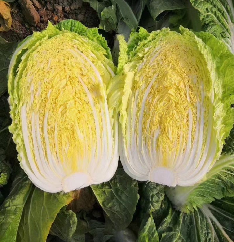 白菜，湖北黄心大白菜，大量供应，产地直发，诚信经营
