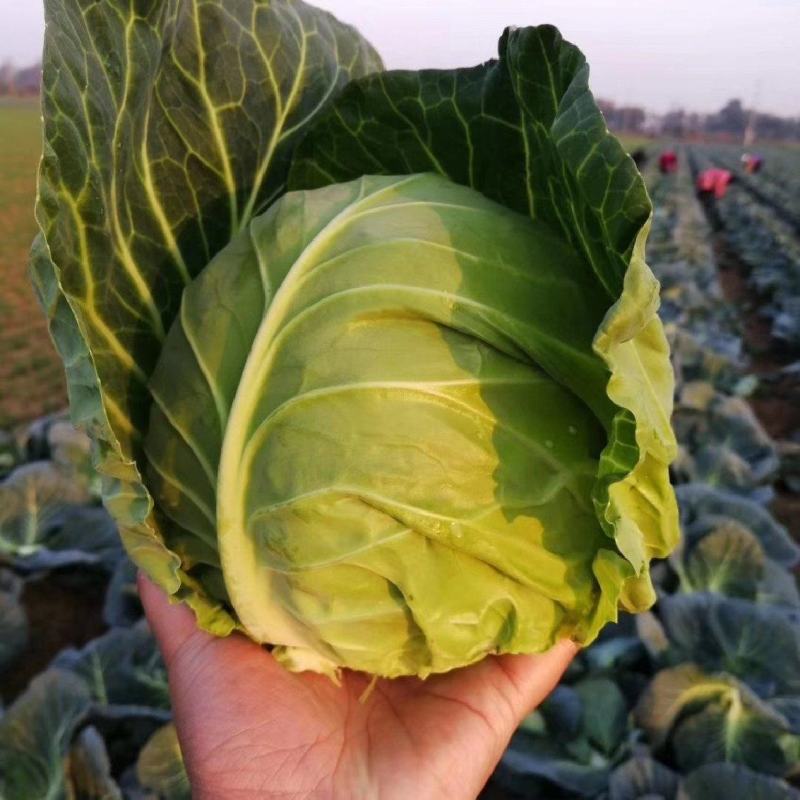 甘蓝，湖北甘蓝，产地直发，大量出货，诚信经营