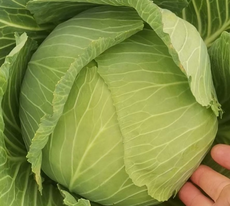 甘蓝，湖北甘蓝，产地直发，大量出货，诚信经营