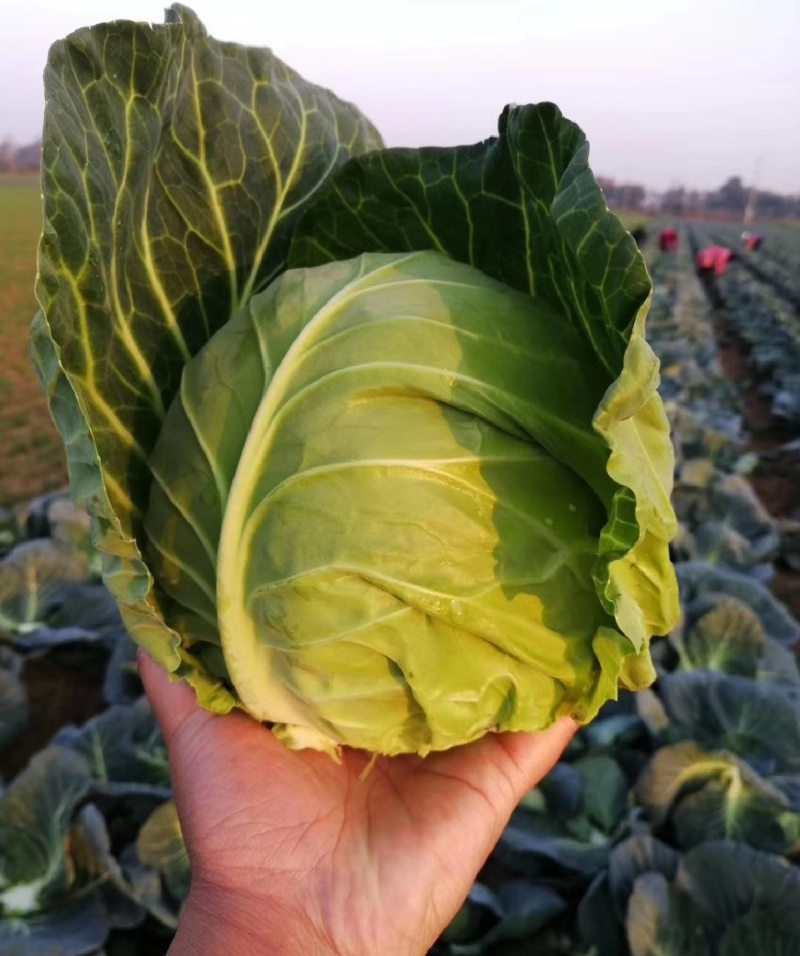 甘蓝，湖北甘蓝，产地直发，大量出货，诚信经营