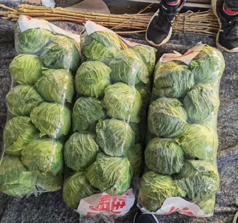 甘蓝，湖北甘蓝，产地直发，大量出货，诚信经营