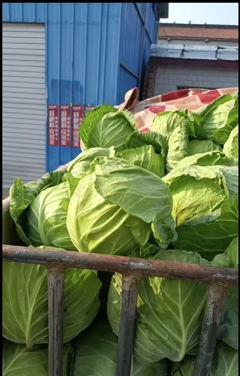 甘蓝，湖北甘蓝，产地直发，大量出货，诚信经营
